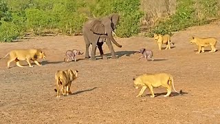 Mother Elephant Gives Up on a Twin to Save the Other from Lions [upl. by Shafer852]