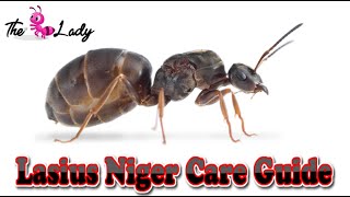 Lasius Niger Care Guide  Ant Keeping For Beginners  The Ant Lady [upl. by Aikemahs44]