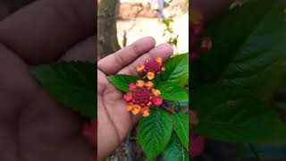 Lantana Plant Rare variety [upl. by Froehlich]