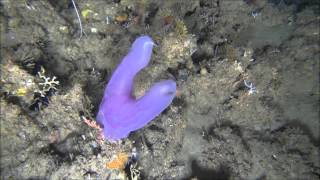 DSTNRF ACEP Spatial Solutions Project Benthic ctenophore feeding [upl. by Enyehc]