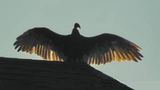 Tennessee Buzzard Turkey Vulture [upl. by Nwahsram]