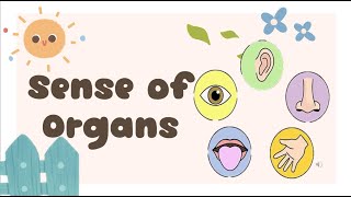 Sense of Organs Human Sense of Organs Ears Eyes Nose Tongue and Skin Kids learning [upl. by Ayrotal]