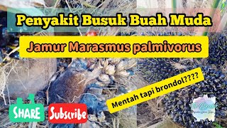 Penyakit Buah Busuk Muda Akibat Marasmius palmivorus [upl. by Hildagard294]