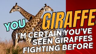 I’m certain you’ve seen giraffes fighting before [upl. by Nirhtak406]