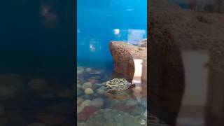 Turtle ki ho gai date 🐢turtle shortsfeed shorts turtles ultafarm aquariumfishshop🐢 [upl. by Hum]