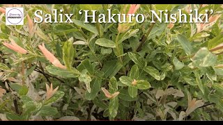 Salix Hakuro Nishiki Dappled WillowSpectacular⚡Color EyeCatching Easy to Grow Shrub [upl. by Aramaj]