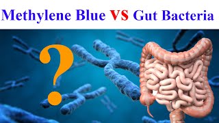 Discover How Methylene Blue Impacts Your Microbiome [upl. by Anisamot]