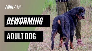 Adult Dog Deworming  How to Deworm Adult Dog at Home  1 Min Dog Tip  Shorts  CRShorts [upl. by Grae]