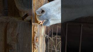 Here is a horse cribbing horse bite [upl. by Berglund]