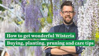 How to get wonderful Wisteria Buying planting pruning and care tips  The RHS [upl. by Colp271]