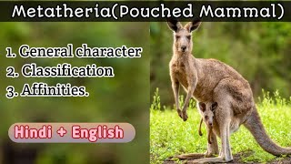 General character classification and affinities of Metatheria [upl. by Derril]