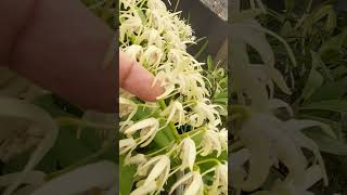 Dendrobium speciosum [upl. by Crofoot]