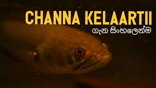 Channa kelaartii Dwarf Snakehead  Basic information and care in sinhala [upl. by Aara395]