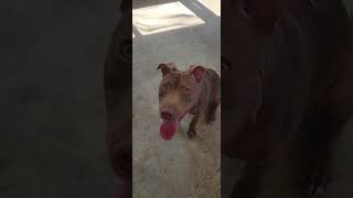 Videl redboyjocko x mayday 6 months pitbull realapbt puppy workingdog dogbreed doglife [upl. by Bullough712]