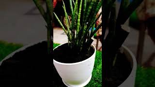 Planting beautiful cylindrical snakr plant 🪴 [upl. by Wyly]