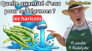 Comment Arroser vos haricots pour une Récolte Abondante [upl. by Ardnahc]