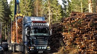 Scania R730 6X4 Timber Truck Loading [upl. by Eemia518]