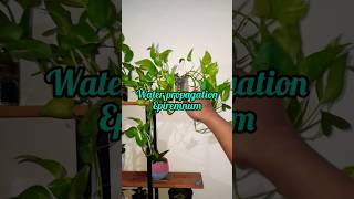 Water propagation epipremnum epipremnum epipremnumaureum waterpropagation indoorplants plants [upl. by Anitsirt824]