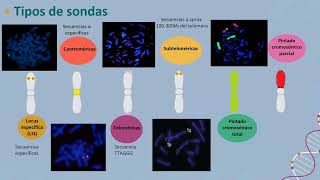 Anomalías cromosómicas complejas inusual diagnóstico citogenético y citogenómico [upl. by Coffeng]