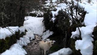 Primout en invierno El Bierzo [upl. by Nahtaj]