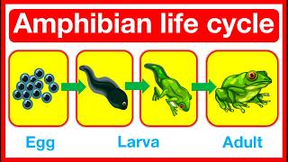 Amphibian Life Cycle 🤔  Frog amp Salamander life cycle  Metamorphosis or paedomorphosis [upl. by Einimod]