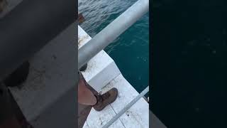 Catching Trevally off 📍Tathra Wharf fishing short shorts shortvideo Tathra oceanfishing [upl. by Arihsak609]