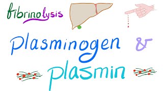 Plasminogen and Plasmin Fibrinolysis  Bleeding and Coagulation  Hematology [upl. by Arrimat745]