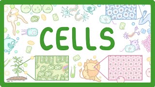 GCSE Biology  Cell Types and Cell Structure 2 [upl. by Eltsyek795]