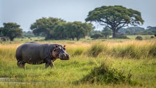 Hippos Surprising Impact on Africas Economy vairalvideo trendingvideo africa animals 70t vairl [upl. by Emmit]