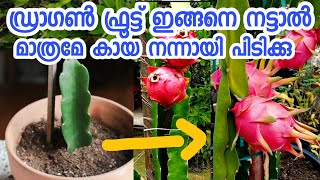 ഡ്രാഗൺ ഫ്രൂട്ട് എങ്ങനെ നടാംdragon fruit cultivation in malayalamdragon fruit engane nadam [upl. by Windzer]