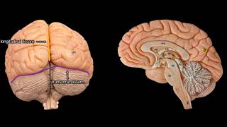 Cerebral Anatomy with simplified explanations of function [upl. by Carli152]