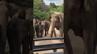 Close Encounter with a Protective Elephant Family at Minneriya National Park Sri Lanka [upl. by Guy321]