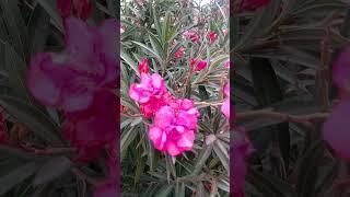 Nerium🌺🌸🌷Flowers🌱Plant  nerium oleander satisfying flowers 4k shorts nature natural short [upl. by Gusba879]