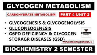 Glycogen Metabolism Pathways  Gluconeogenesis  Glycogenesis  Glycogenolysis  Part 4 Unit 2 [upl. by Napas]