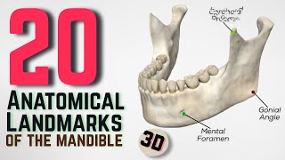 20 Anatomical Landmarks of the mandible  3D [upl. by Analaj449]