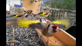 Jilguero  Magnifique vidéo de Chardonneret élégant  European Goldfinch  Carduelis carduelis [upl. by Sofer716]