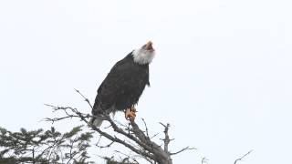 Bald Eagle Calling to Her Mate [upl. by Gorton401]