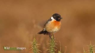 Stonechat [upl. by Einaoj]