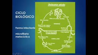 Ciclo biológico de Onchocerca volvulus [upl. by Huesman157]