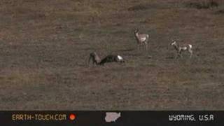 Pronghorn bucks battle for dominance [upl. by Friedlander909]