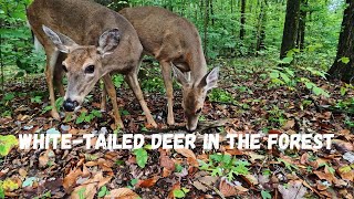 WhiteTailed Deer in the Forest  October 3 2024 4K Video [upl. by Nhabois]