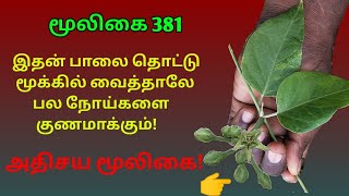 பாலைக்கொடி  மூக்குறிஞ்சிப்பாலை  jeevanthi  jivanti  Leptadenia Reticulata  அலசல்  Alasal [upl. by Nesila]