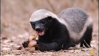 The Crazy Nastyass Honey Badger Dont Care original narration by Randall [upl. by Mada]