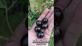 jaboticaba exoticfruitplants homeoffruitplants fruit fruitplants tropicalfruit gardening [upl. by Arhas]