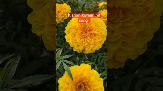 Khilte hai gul yahan savemusic oldsong hindisong kishorekumar old song [upl. by Barbour]