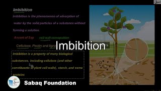 Imbibition Biology Lecture  Sabaqpk [upl. by Ericha573]