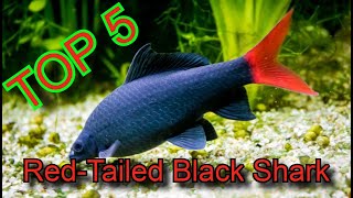 Top 5 Facts about Red Tailed Sharks you may NOT know [upl. by Rheinlander57]