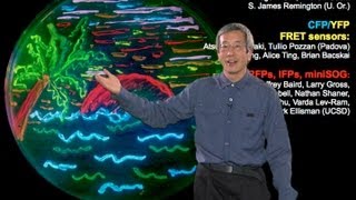 Microscopy Fluorescent Proteins Roger Tsien [upl. by Suh]