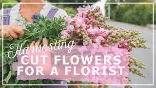 Harvesting cut flowers to florist in my Swedish Cottage Garden [upl. by Sinai223]