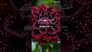 Sakandar Ali 9115 islamicvideo Quran 6 [upl. by Maurili]